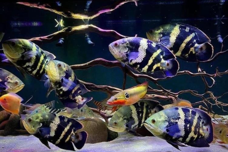 銀龍魚最佳配魚圖片大全