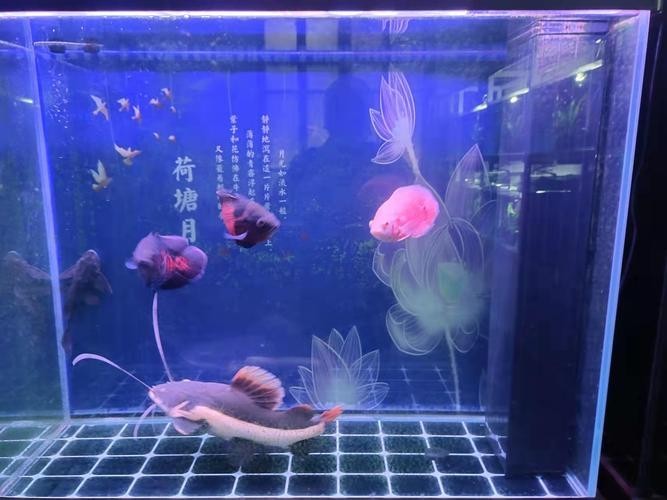 銀龍魚最佳配魚圖片大全