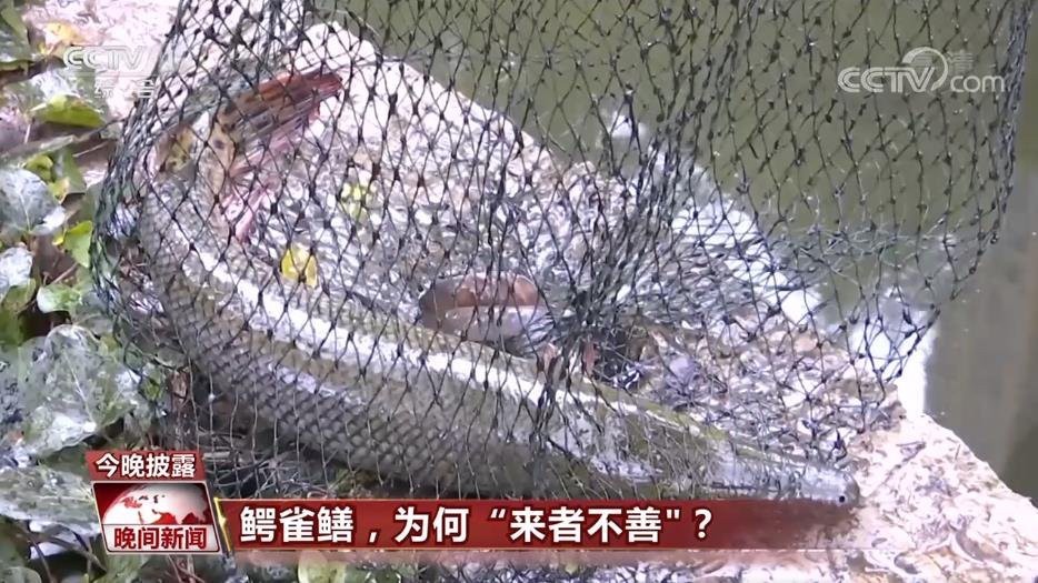 鱷雀鱔咬人有毒嗎