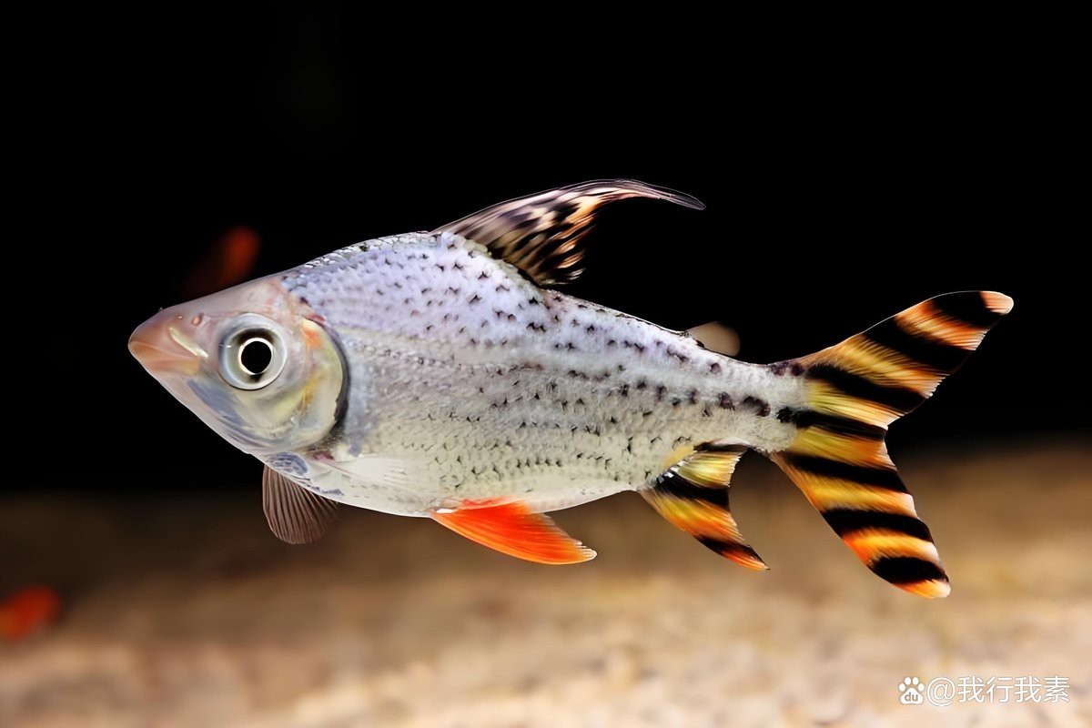 血斑雷龍魚