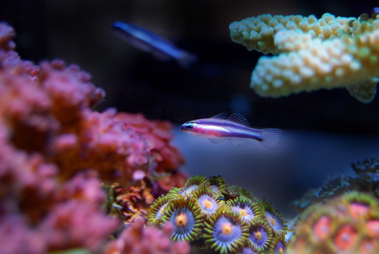 西安市長安區(qū)魚有緣水族館（西安魚友俱樂部）