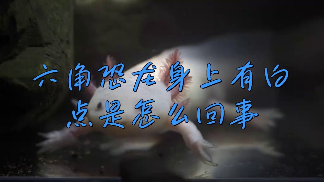 六角龍魚白斑病有哪些癥狀
