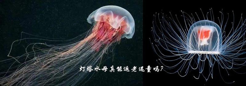 水族論壇最厲害三個網站