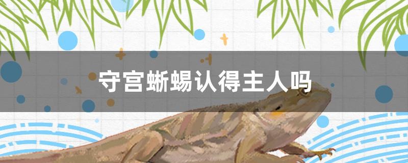 守宮蜥蜴認得主人嗎