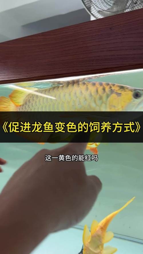 紅龍魚怎么養方法介紹圖片大全