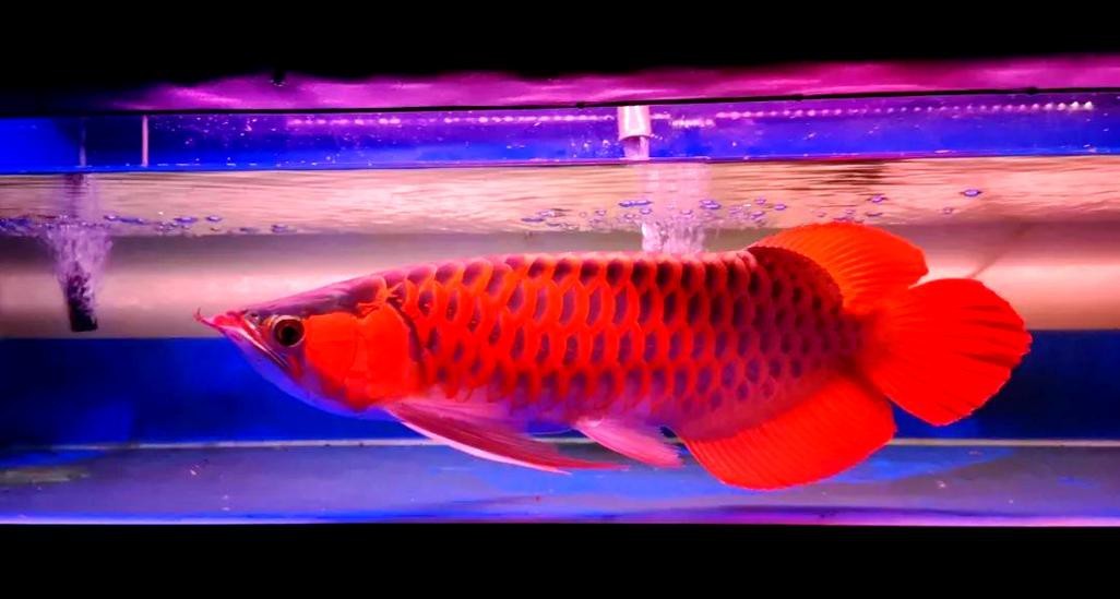紅龍魚怎么養(yǎng)方法介紹圖片大全 紅龍魚怎么養(yǎng)方法介紹圖片大全 龍魚百科 第23張