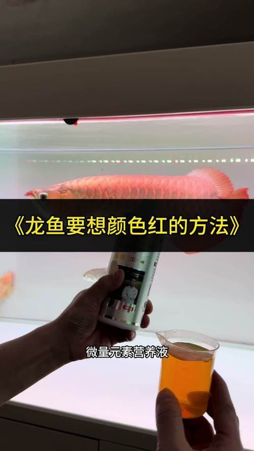 紅龍魚怎么養(yǎng)方法介紹圖片大全 紅龍魚怎么養(yǎng)方法介紹圖片大全 龍魚百科 第21張