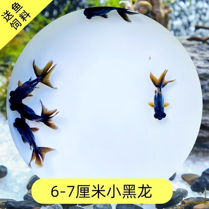 黑龍睛金魚的市場價格是多少？