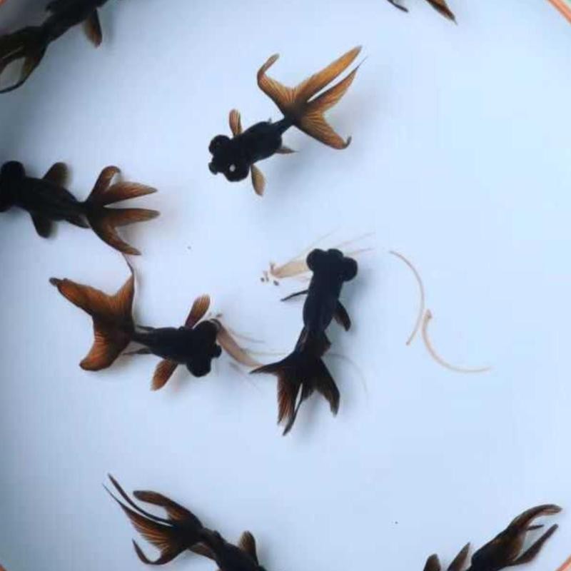 黑龍睛金魚的市場價格是多少？