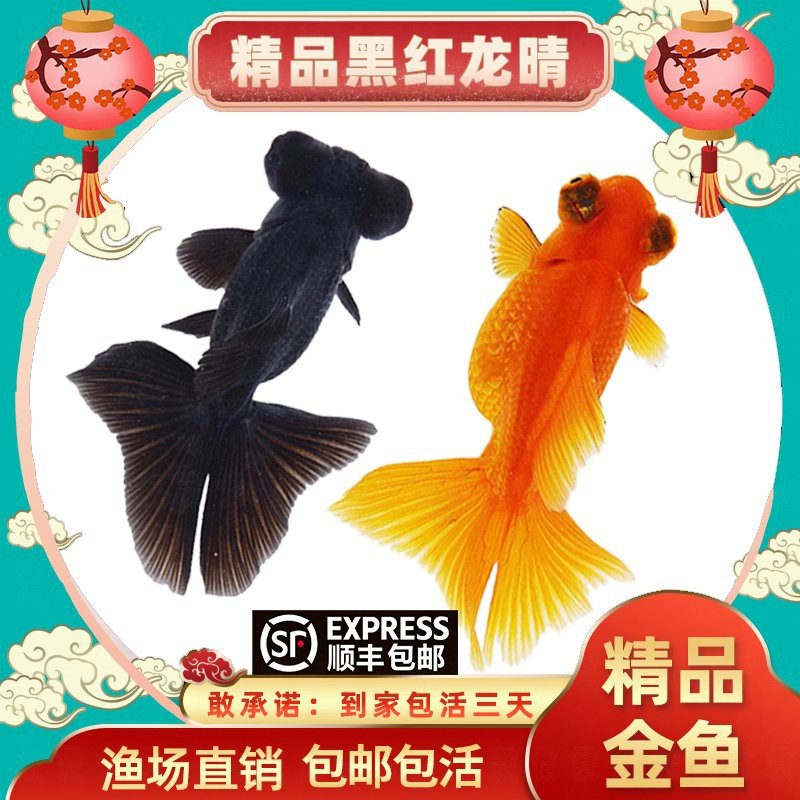 黑龍睛金魚的市場價格是多少？
