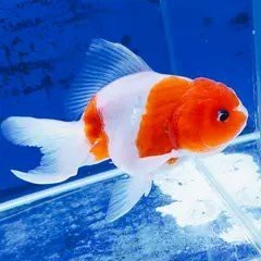 黑龍睛金魚的市場價格是多少？