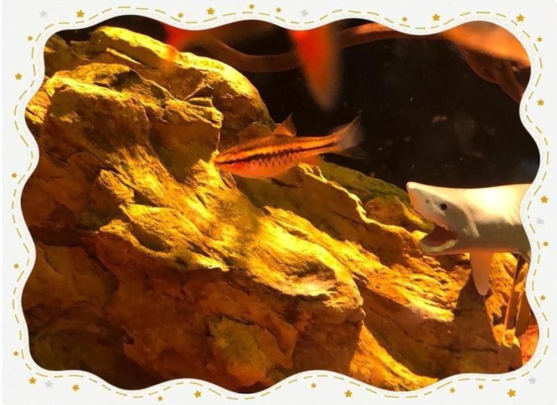 紅玫瑰魚學名是什么