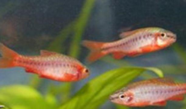 紅玫瑰魚學名是什么