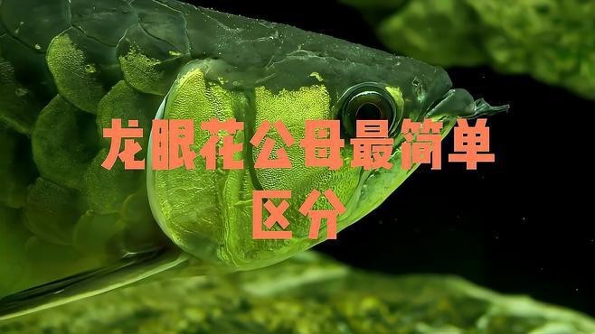 哪種方法鑒別龍魚公母最準確？
