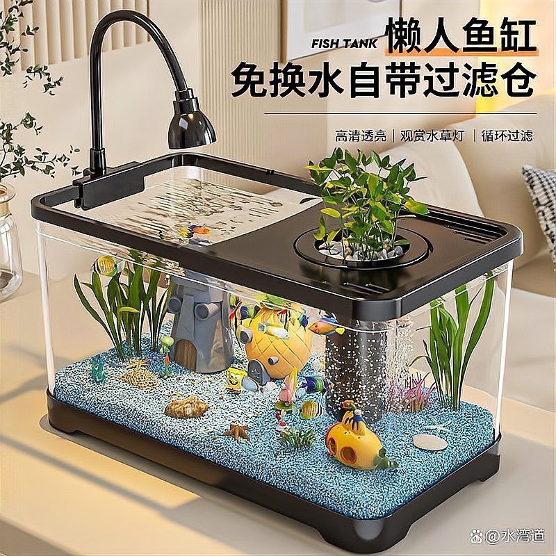1米缸養什么魚最好看呢