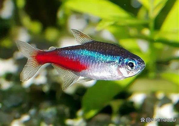 1米缸養什么魚最好看呢