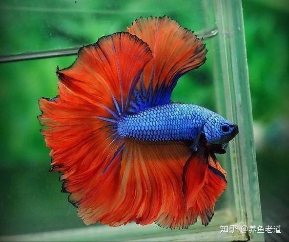 1米缸養什么魚最好看呢
