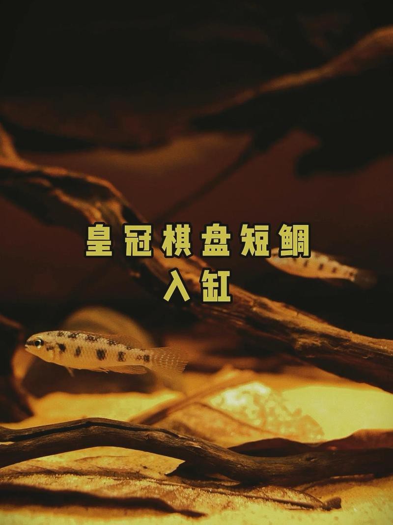 1米缸養什么魚最好看呢