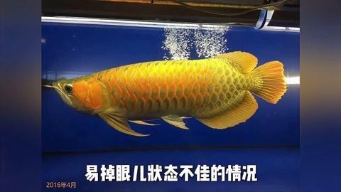 龍魚燈正確放置方法