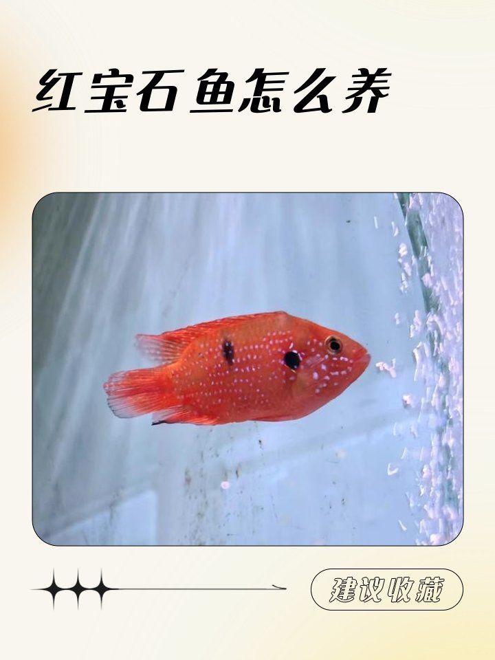 紅寶石魚為啥不紅色 紅寶石魚為啥不紅色 龍魚論壇 第6張