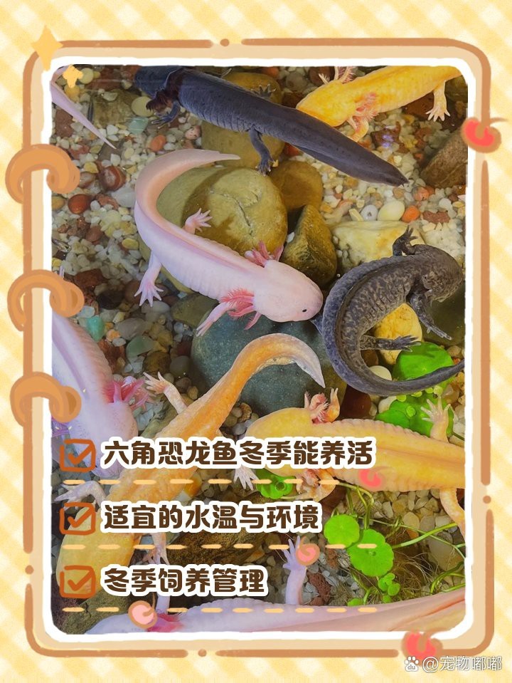 六角龍魚耐低溫嗎