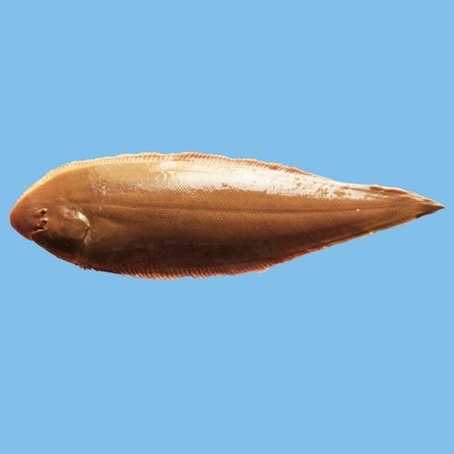 龍利魚(yú)和龍魚(yú)的區(qū)別