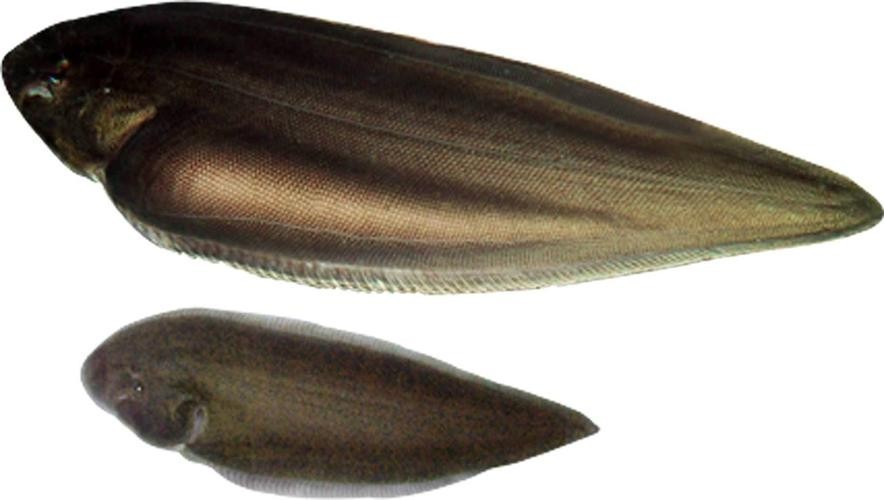 龍利魚(yú)和龍魚(yú)的區(qū)別