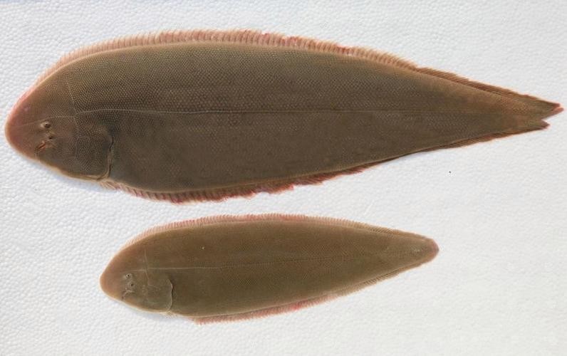龍利魚(yú)和龍魚(yú)的區(qū)別