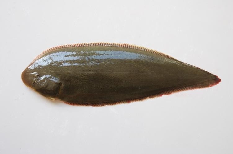 龍利魚(yú)和龍魚(yú)的區(qū)別