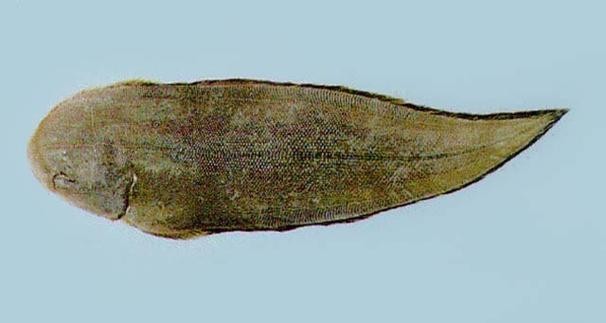 龍利魚(yú)和龍魚(yú)的區(qū)別
