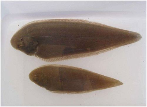 龍利魚(yú)和龍魚(yú)的區(qū)別