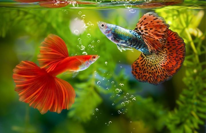 熱帶魚品種大全圖