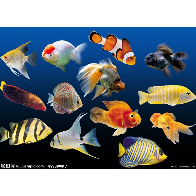 熱帶魚品種大全圖