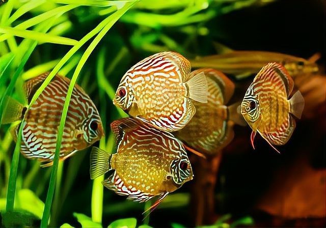 熱帶魚品種大全圖