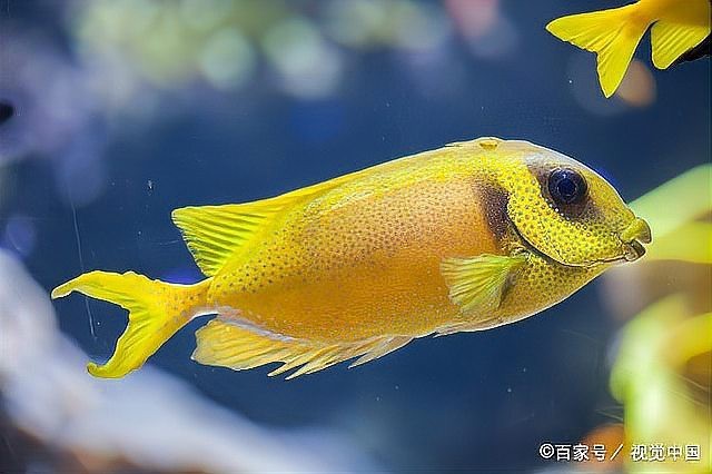 熱帶魚品種大全圖