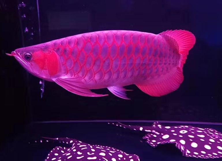 蘇州哪里有賣龍魚的地方啊電話號(hào)碼