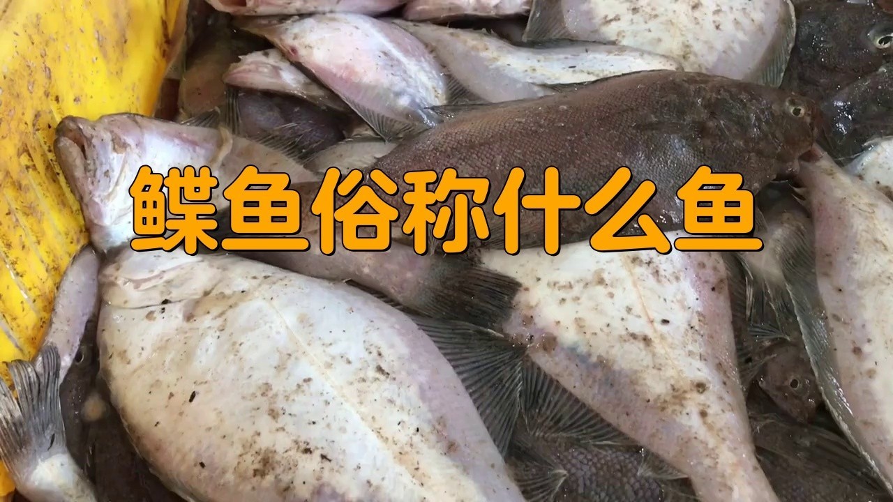 鰈魚俗稱什么魚