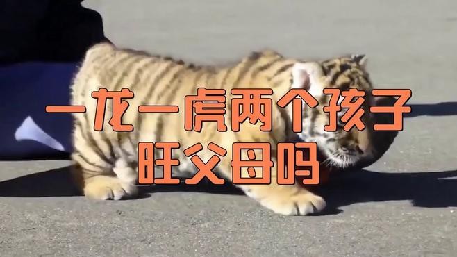 紅老虎魚混養(yǎng)龍魚怎么養(yǎng)
