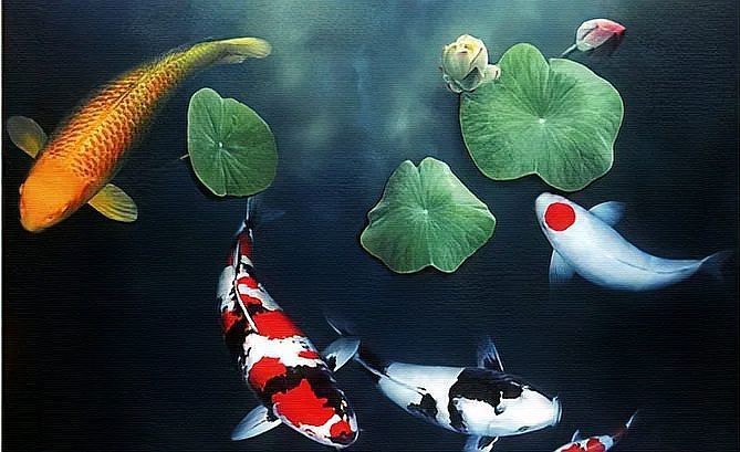 風水魚的講究和忌諱