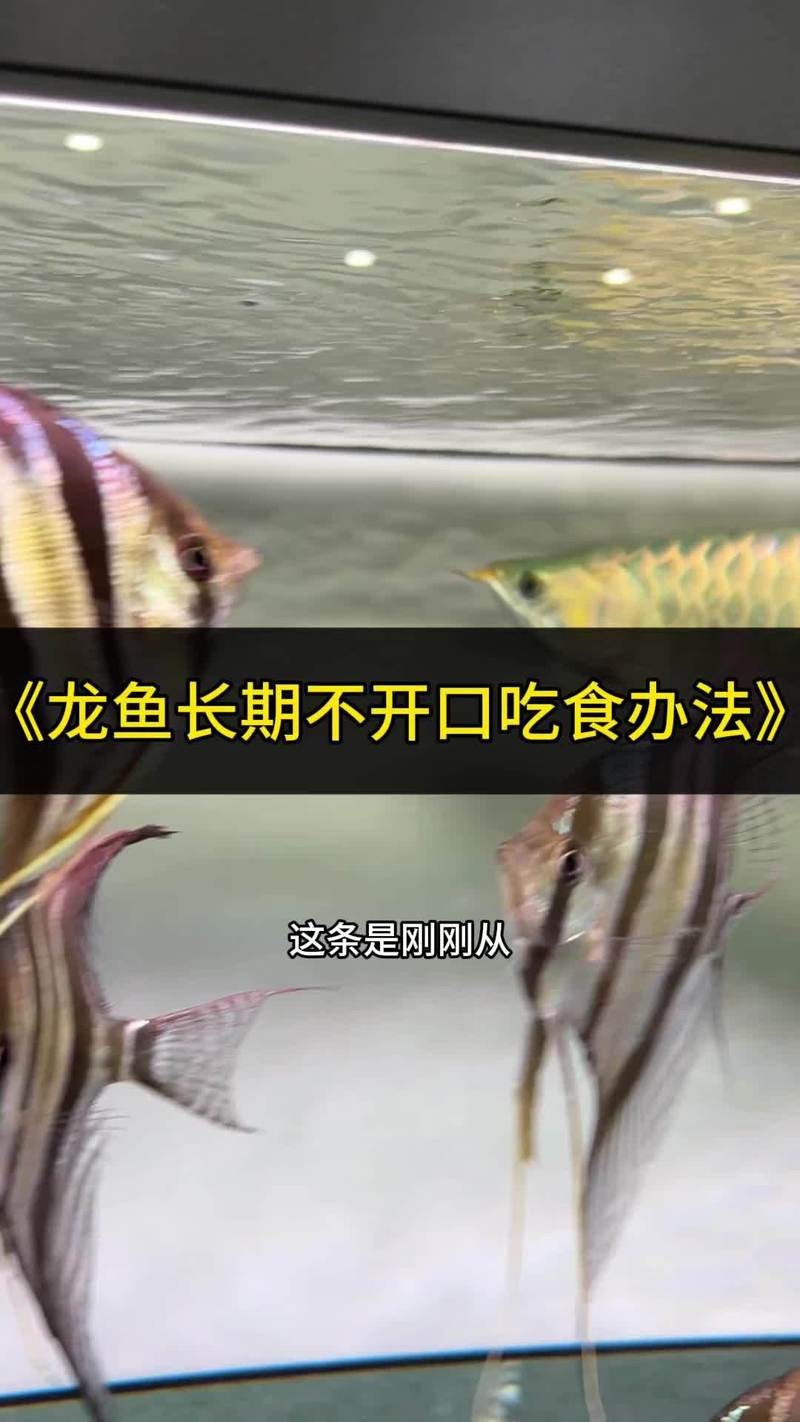 龍魚換缸不開口怎么辦