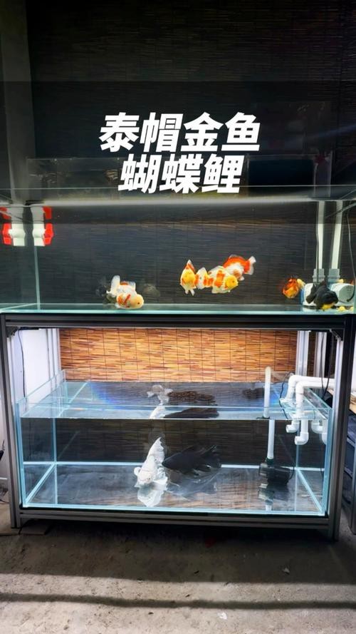 雙水位設(shè)計(jì)的魚缸有哪些推薦品牌？