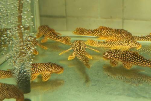 藍底龍魚和24K金底哪個更難飼養？