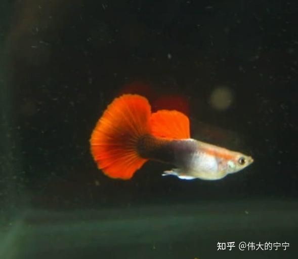 紅眼孔雀魚和黑眼孔雀魚