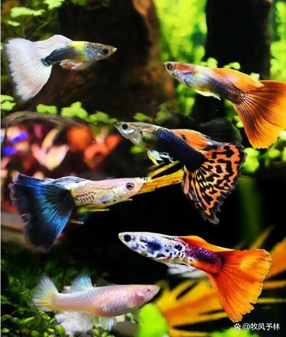 紅眼孔雀魚和黑眼孔雀魚