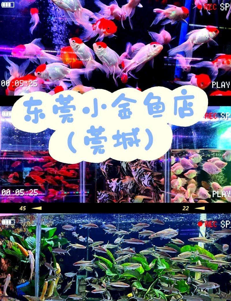 附近金魚店100米左右