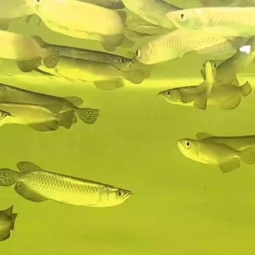 龍魚有多少品種圖片