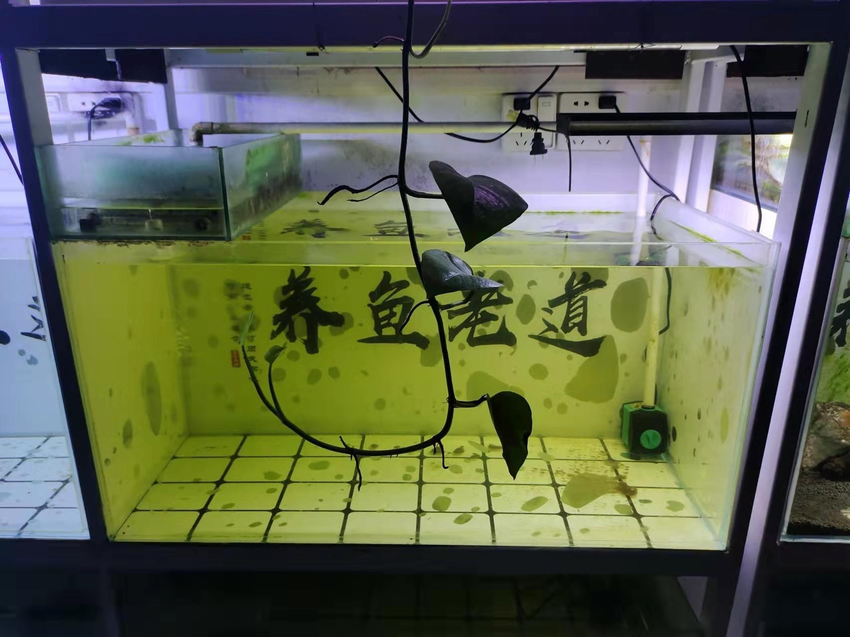 銀龍魚適合多少度（銀龍魚適合多少度水溫）