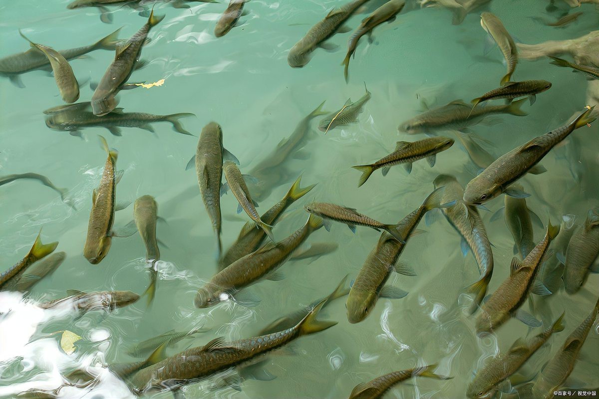 淡水魚養(yǎng)殖排名前十