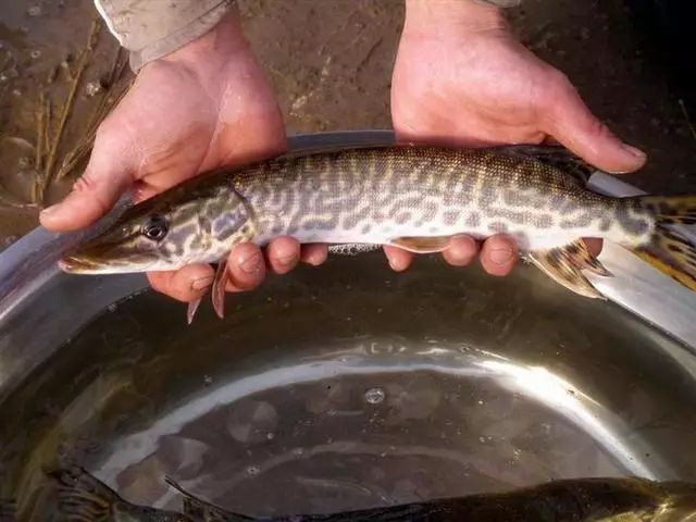 淡水魚養殖排名前十