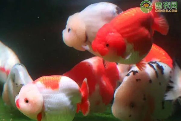 淡水魚養殖排名前十